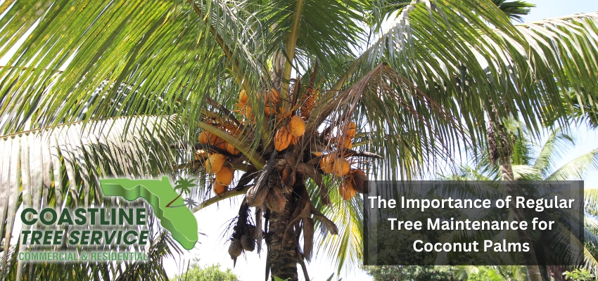 SW Florida Coconut Palm Tree Services