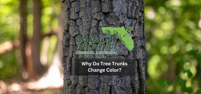 why does a tree turn black in SW Florida? Coastline Tree Service is a Tree Services Company in Naples, Fort Myers, Cape Coral & surrounding SW Florida areas