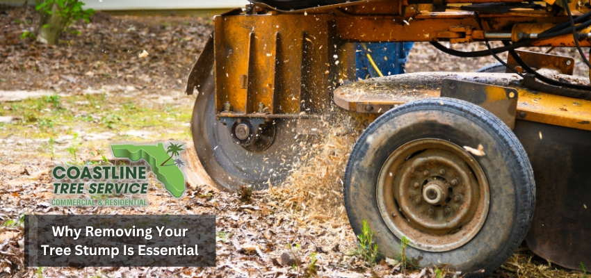 fort myers tree stump removal services in naples, marco island, estero, bonita springs, fort myers, sanibel, punta gorda & all SW Florida surrounding areas.