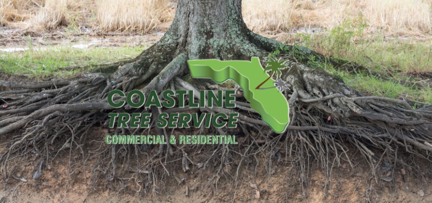 Fort Myers Hurricane Tree Services