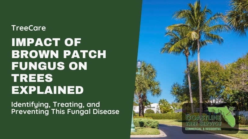 fort myers tree disease