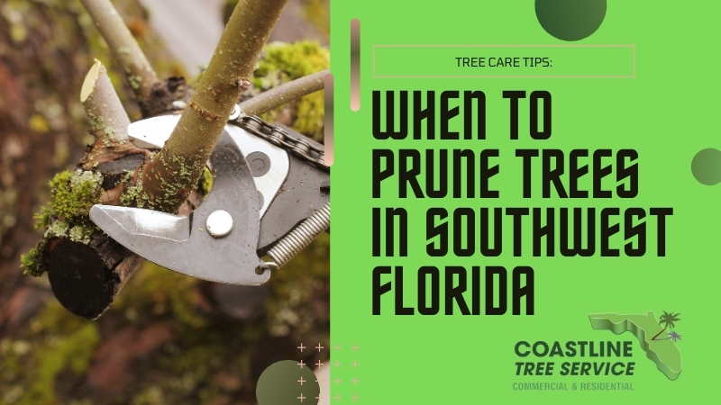 fort myers tree pruning services