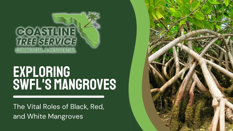 Fort Myers Mangrove Pruning Services Company (Naples, Cape Coral, Sanibel, Marco Island)