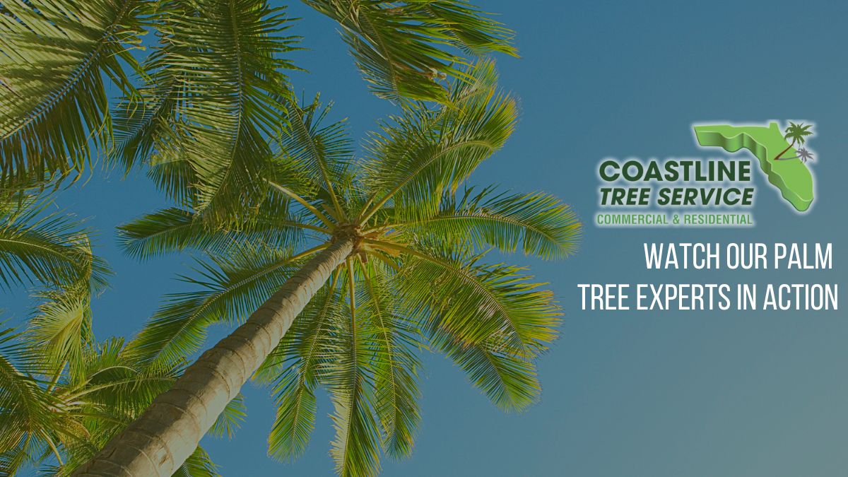 Fort Myers Palm Tree Services (Naples, Cape Coral, Estero, Bonita springs)