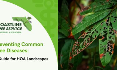 HOA Tree Disease Services