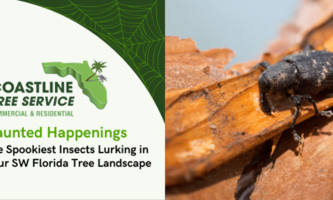 fort myers tree landscape insect & disease services (Naples, Marco Island, Estero, Bonita Springs, Punta Gorda)