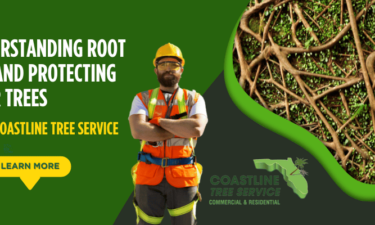 tree root rot services fort myers