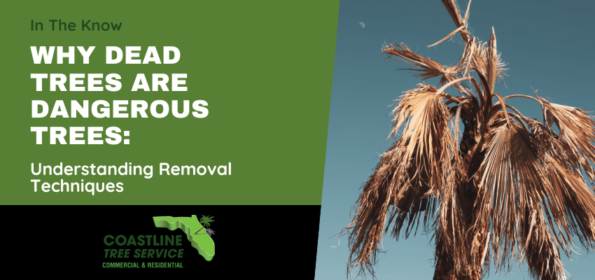 Fort Myers Dead Tree Removal Services in Marco Island, Naples, Cape Coral