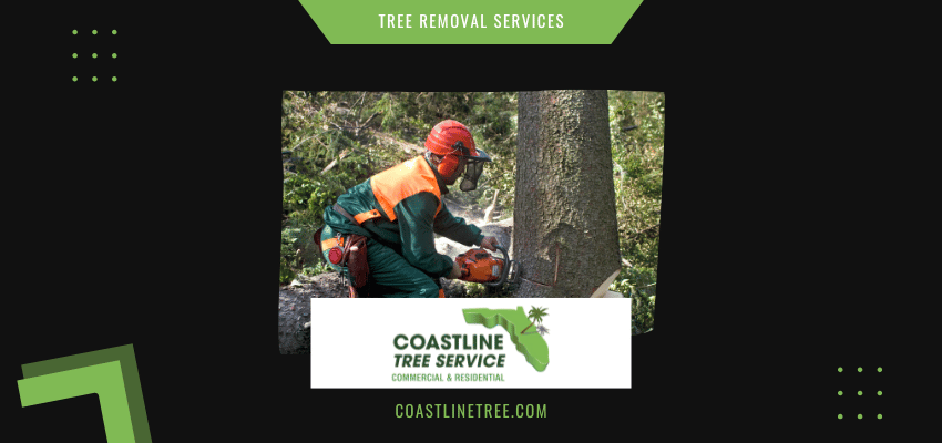 Fort Myers Tree Stump Removal Services