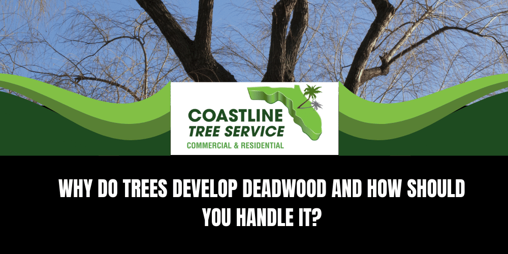 Deadwood Tree Trimming Pruning Services in Marco Island, Naples, Fort Myers & Cape Coral