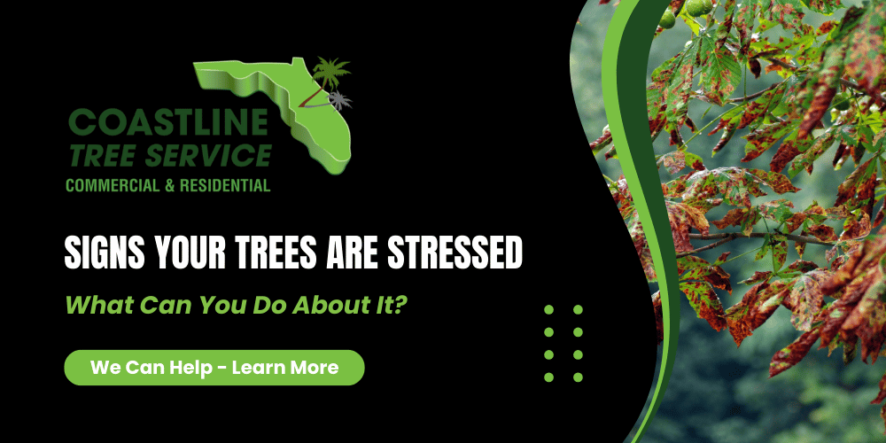 Fort Myers Tree Services. Tree Sress - Signs Of Tree Stress