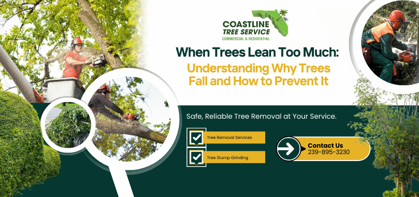 Tree Removal Services in Marco Island, Naples, Estero, Fort Myers & Cape Coral