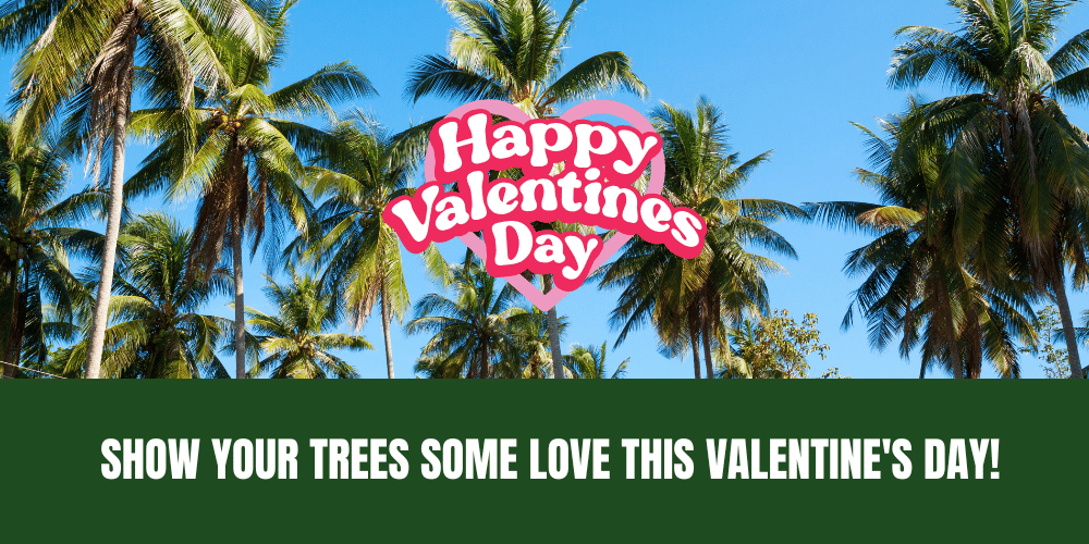 Tree Valentine Services in Fort Myers, Naples, Cape Coral, Marco Island in SWFL